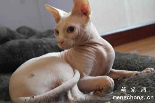 Can a cat's coat color indicate its personality? The personalities of cats of different colors.