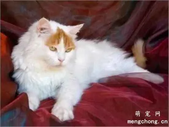Are Turkish Van cats easy to care for? What are the personality traits of Turkish Van cats?