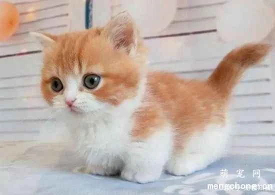 Cat owners living in high-rise buildings should take precautions to prevent their cats from falling.