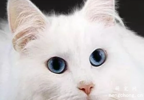 猫咪花色一览，竟然有这么的多花色名称？