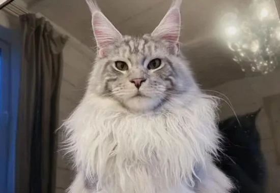 A cat like a noblewoman