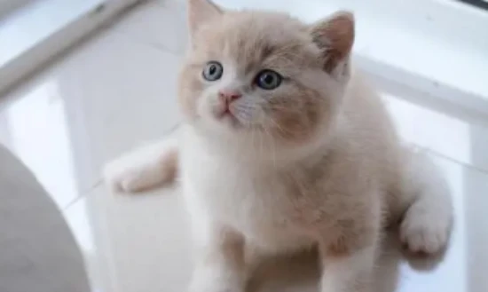 Can kittens eat canned food?