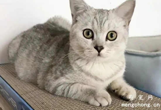 If you fulfill all 6 of a cat's lifelong wishes, it will be devoted to you forever.