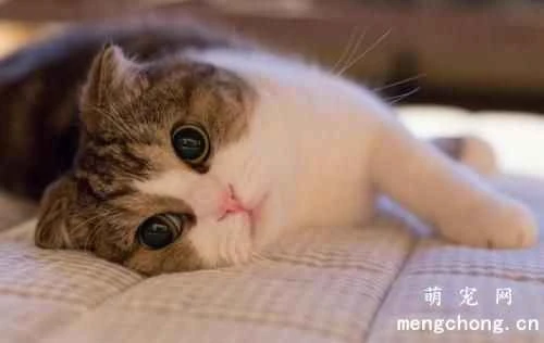 What factors affect a cat's litter box habits?