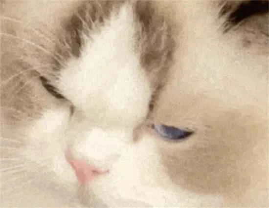 So this is how cats express "anger"