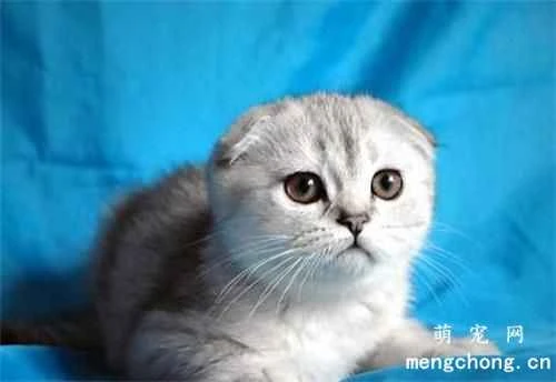 At what age can a female cat give birth to kittens?