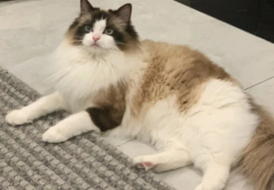 How old is a four-year-old cat in human years?