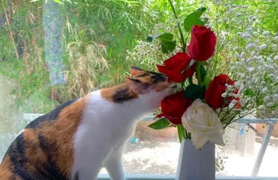 What flowers should you not put in a cat's house?