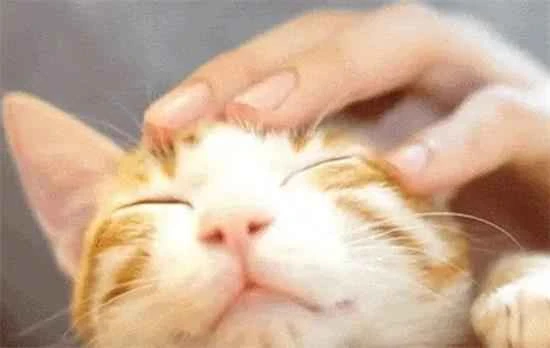 What does it mean when a kitten purrs? 小猫发出咕噜咕噜的声音表示什么