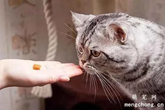 Methods and techniques for giving medicine to pet cats