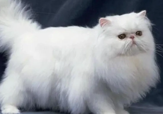 Why are Persian cats compared to women?