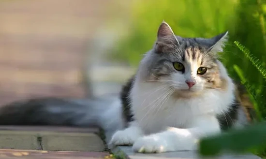 How to get rid of fleas on a cat