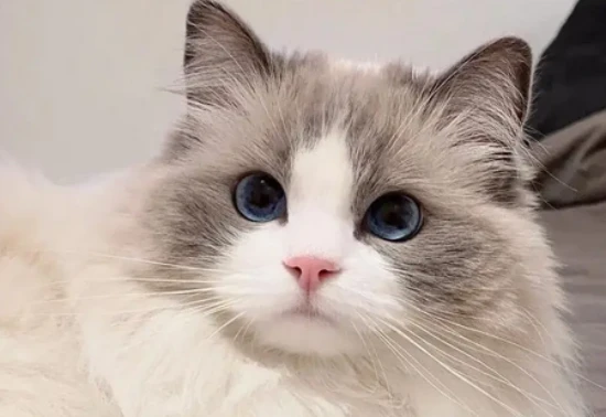 What should a mother cat eat to produce milk after giving birth to kittens?