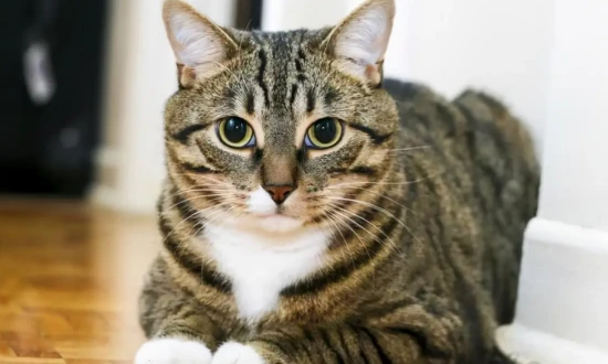 Chinese native cat breeds