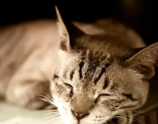 What foods should cats not eat?