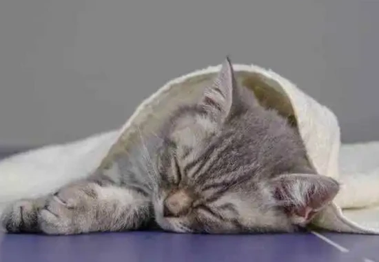 Why single women should ideally not own cats