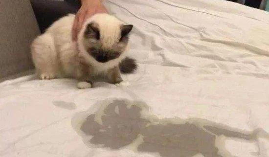 Why does my cat urinate everywhere now when it didn't used to?