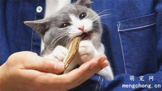 Do you know your cat's characteristics?