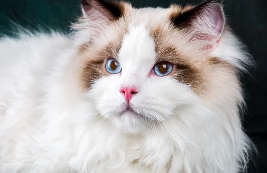 Cats that look like elves