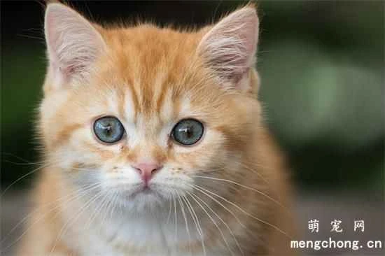 Why do cats like bouncy and furry things?