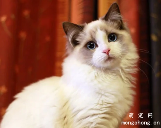 比狗还要忠心的几种猫，你家的猫咪上榜了吗？