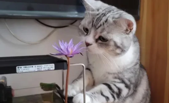 Are water lilies poisonous to cats?