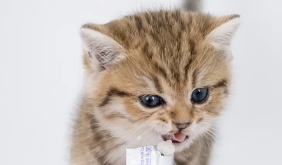 Can cats eat human probiotics?