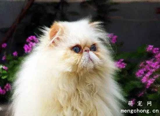 Himalayan cat care and maintenance techniques