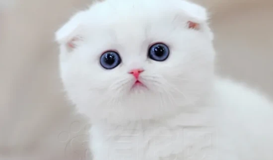 Can kittens drink whole milk?