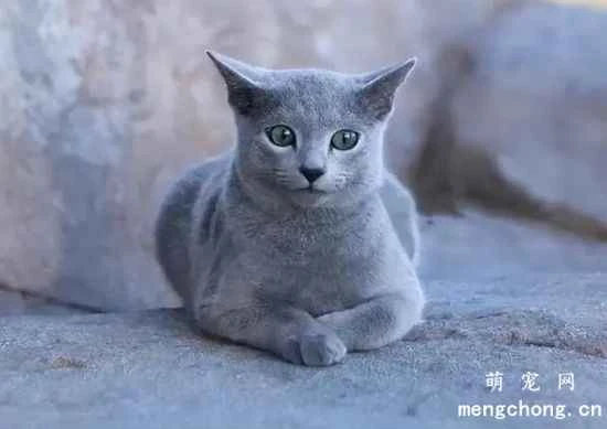 What kinds of pet cats can you see in Russia?