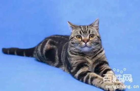 What are the behavioral habits of tabby cats?