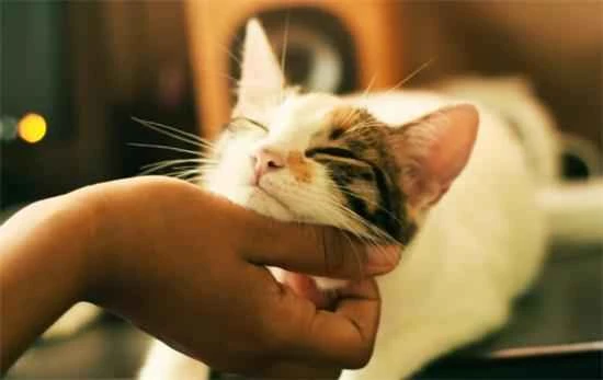 Babysitter-level cat-raising guide