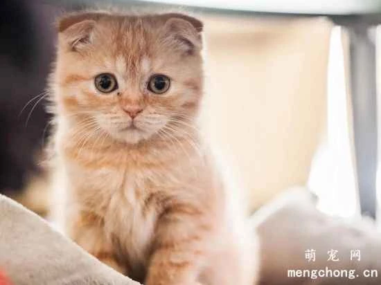 Scottish Fold Cat Care Tips