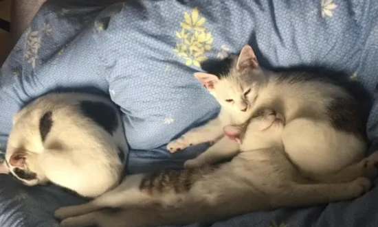 Will a mother cat wean her kittens on her own?