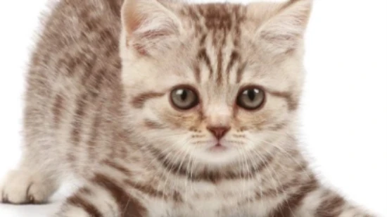 Can kittens eat egg yolks?