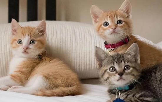 How many cats should I keep?