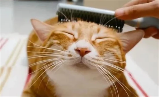 Cats enjoy this kind of "interaction"—have you learned it?