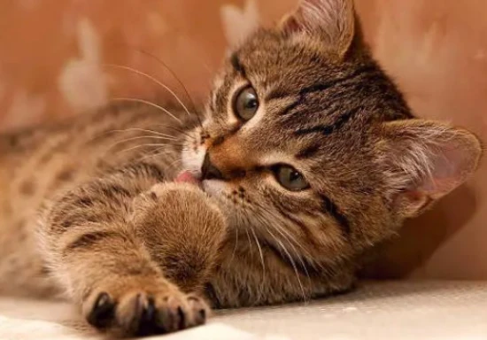 猫咪喜欢你都有哪些表现？