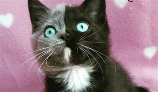 The meaning and symbolism of the two-faced cat