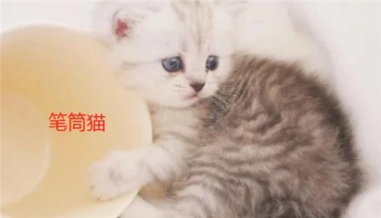 Penholder Cat Breed Pictures