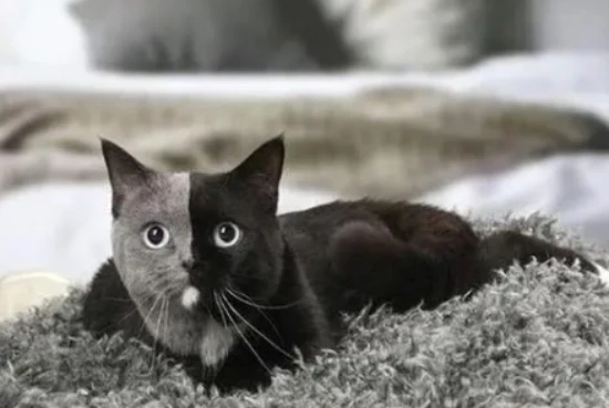 Why do people in folk traditions not keep yin-yang cats?