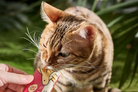 猫主子软便？看看都有哪些原因吧 