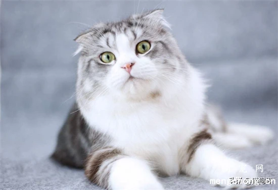 Note: These 4 types of food may cause illness or death in cats.