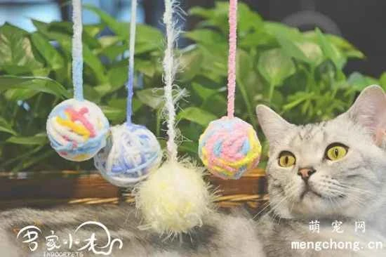 Pet Owner's Guide: How to Use Cat Toys Correctly