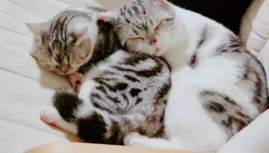 Do cat owners always get scratched by their cats?