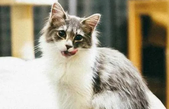 Is the Java cat an Oriental Shorthair?