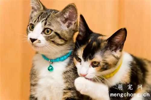 What's a simple way to tell if your cat has fleas?