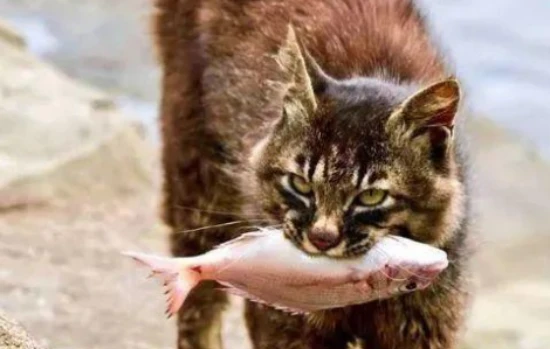 Cats love to eat fish? You may have been misunderstanding them all along.