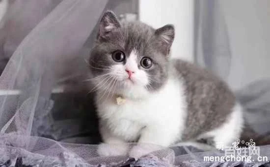 What should you pay attention to when changing cat food?