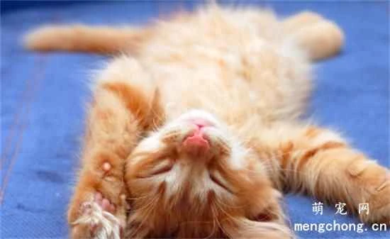 Let me tell you a secret: when your cat "lie down and roll around" when it sees you, it means more than just that it loves you!